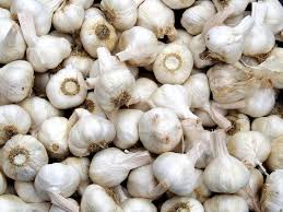 Garlic
